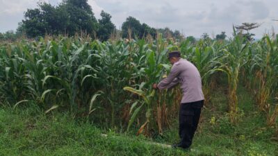 Polri mendukung Program ASTACITA, Petugas Polmas Polsek Parengan Polres Tuban sambang lokasi tanaman jagung di Desa Sukorejo Kec. Parengan
