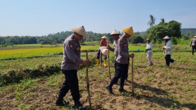 Perkuat Ketahanan Pangan, Brigpol Dian Wahono Bersama Warga Ngujuran Tanam Jagung Bersama
