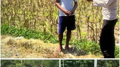 Polsek Soko polres Tuban Polda Jawa Timur Bergerak! Dukung Penuh Swasembada Pangan Presiden Prabowo Melalui Pendampingan Petani