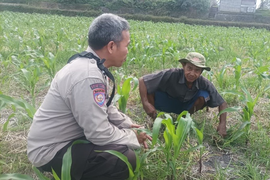 Kunci Sukses Panen Jagung, Babinkamtibmas Sandik Beri Edukasi Petani