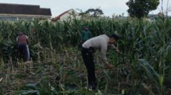 Dukung Ketahanan Pangan, Polsek Labuapi Inisiasi Tanam Jagung