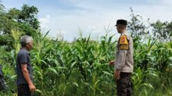 Bhabinkamtibmas Labuapi Ajak Warga Tanam Jagung di Pekarangan