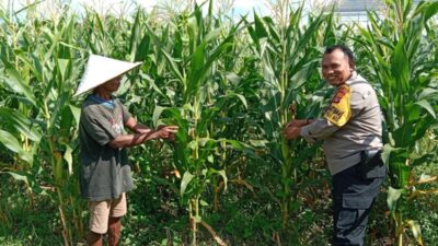 Kunci Sukses Petani Jagung Lombok Barat Genjot Ketahanan Pangan yang Didampingi Langsung oleh Polri