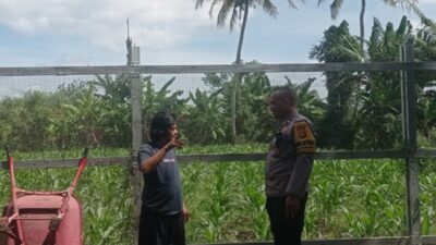 Jaga Ketahanan Pangan, Polsek Labuapi Turun ke Sawah