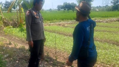 Polsek Labuapi Turun ke Sawah, Dorong Swasembada Pangan Petani
