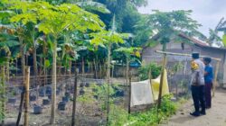 Cara Polsek Labuapi Lombok Barat Jaga Ketahanan Pangan Warga