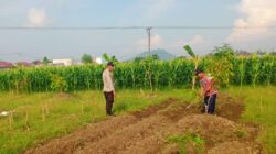 Perkuat Ketahanan Pangan Desa, Bhabinkamtibmas Polsek Labuapi Sambangi Petani Karang Bongkot