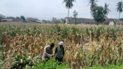 Dukung Ketahanan Pangan, Polsek Gerung Motivasi Petani Jagung