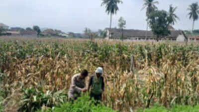 Polsek Gerung Turun ke Sawah, Edukasi Petani Jagung Taman Ayu
