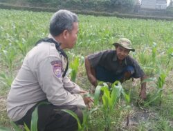 Upaya Bhabinkamtibmas Desa Sandik Dorong Kemandirian Pangan Rumah Tangga di Batulayar