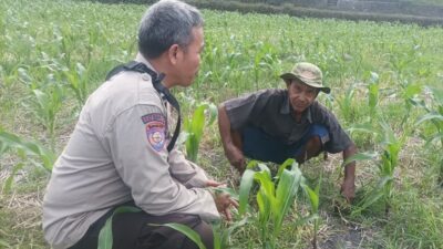 Upaya Bhabinkamtibmas Desa Sandik Dorong Kemandirian Pangan Rumah Tangga di Batulayar