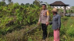Bhabinkamtibmas Desa Kuranji Dalang Edukasi Petani Jagung Cegah Hama