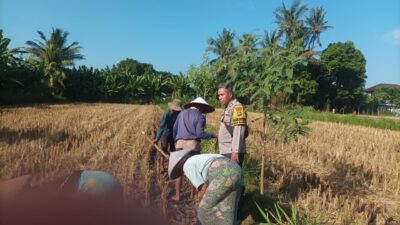Bhabinkamtibmas Desa Sandik Bantu Petani Jagung Kejar Swasembada Pangan