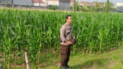 Aksi Bhabinkamtibmas Desa Bengkel Sukseskan Panen Jagung