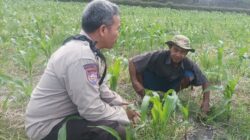 Perkuat Ketahanan Pangan Nasional, Bhabinkamtibmas Desa Sandik Dampingi Petani Lokal