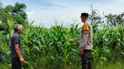 Strategi Humanis Polsek Labuapi Gerakkan Warga Manfaatkan Pekarangan untuk Ketahanan Pangan