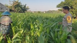 Menatap Swasembada Cara Polsek Labuapi Jaga Ketahanan Pangan Lewat Pendampingan Intensif Petani Jagung