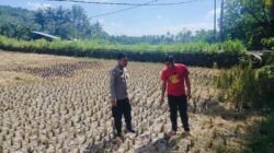 Menjaga Ketahanan Pangan Nasional dari Desa, Polri Dampingi Petani Kuripan Hadapi Tantangan MT3