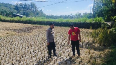 Kawal Ketahanan Pangan, Bhabinkamtibmas Turun Langsung ke Sawah Amankan Musim Tanam Ketiga