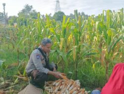 Ubah Lahan Kosong Jadi Sumber Pangan, Langkah Nyata Polsek Batulayar Edukasi Warga