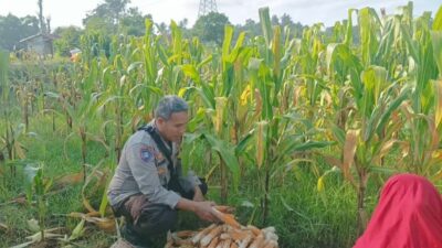Ubah Lahan Kosong Jadi Sumber Pangan, Langkah Nyata Polsek Batulayar Edukasi Warga