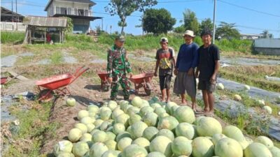 Pendampingan Babinsa Perkuat Harapan Petani Semangka di Desa Anyar