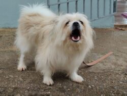 Bukan Cuma Galak, Ini Alasan Anjing Menggonggong Histeris ke Orang Tertentu!