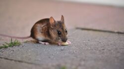Cara Ampuh Mengusir Tikus Bikin Kabur Selamanya