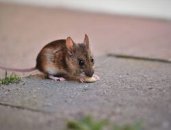 Cara Ampuh Mengusir Tikus Bikin Kabur Selamanya
