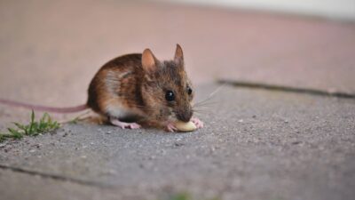 Ilustrasi cara ampuh mengusir tikus dari rumah agar kabur selamanya.