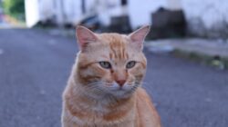 Seekor kucing menatap ke luar jendela, menggambarkan kemampuannya menemukan jalan pulang kucing.