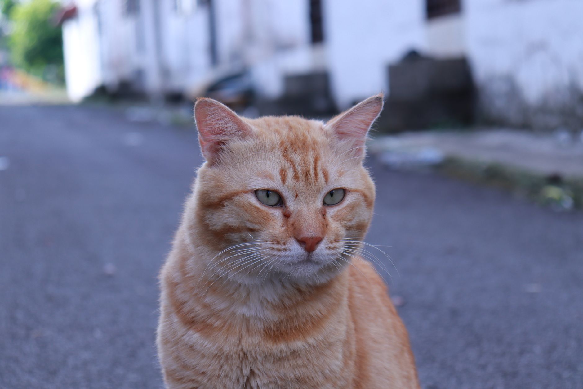 Seekor kucing menatap ke luar jendela, menggambarkan kemampuannya menemukan jalan pulang kucing.