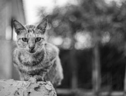 Kesal! Ini Cara Mengusir Kucing Tanpa Bikin Dosa