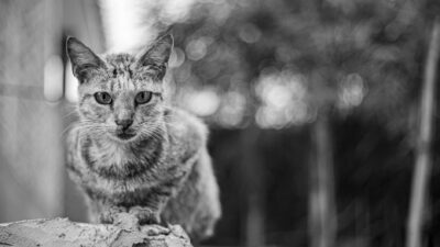 Cara mengusir kucing yang aman dan manusiawi di rumah.