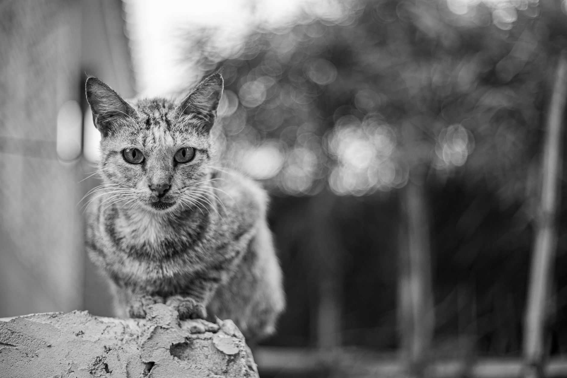 Cara mengusir kucing yang aman dan manusiawi di rumah.