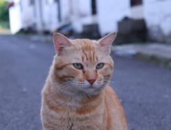Kucing sering menatap kosong, ternyata ini alasan ngeri di baliknya!