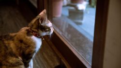Bikin Mewek! Bahasa Tubuh Kucing Saat Merindukan Pemiliknya