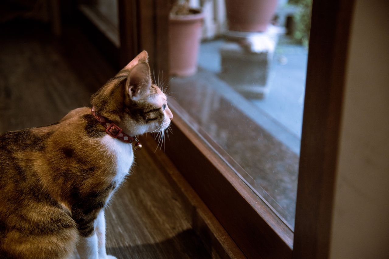 Bahasa Tubuh Kucing Saat Merindukan Pemiliknya