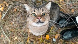 Penasaran nggak sih kenapa komunikasi kucing ternyata lebih sering terjalin sama cowok dibanding cewek?