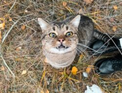 Inilah Alasan Mengapa Kucing Lebih Sering Ngobrol Sama Cowok Dibanding Cewek