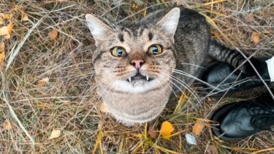 Penasaran nggak sih kenapa komunikasi kucing ternyata lebih sering terjalin sama cowok dibanding cewek?