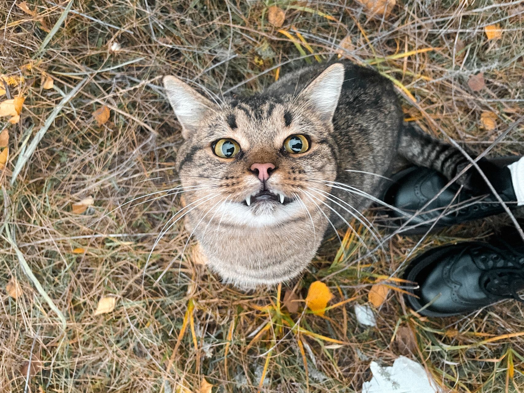 Penasaran nggak sih kenapa komunikasi kucing ternyata lebih sering terjalin sama cowok dibanding cewek?