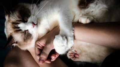 Ternyata ada banyak alasan orang memelihara hewan peliharaan yang dijamin bikin kamu merasa terharu!