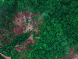 Deforestasi Hutan Bikin Warga Lokal Menderita?