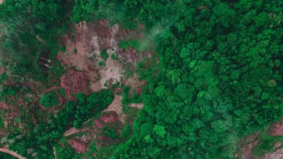 Dampak Deforestasi Hutan bagi Warga Lokal
