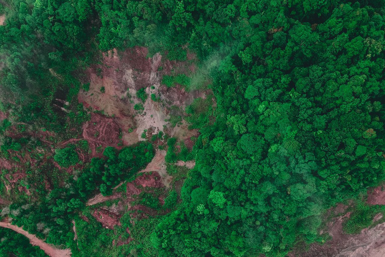 Dampak Deforestasi Hutan bagi Warga Lokal