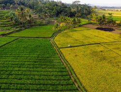 Terbongkar! Cara Cerdas Petani Raup Untung Lewat diversifikasi pertanian